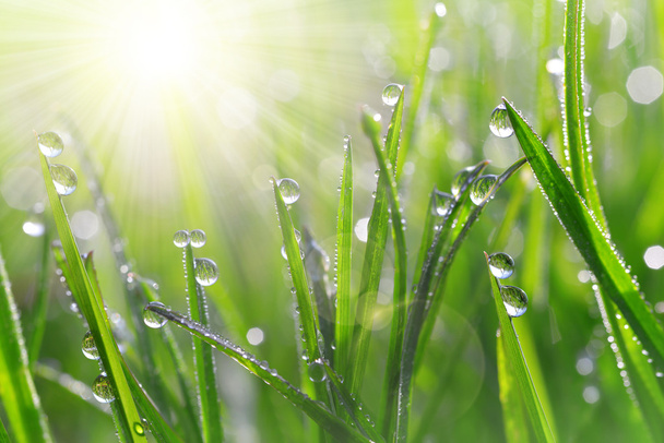 Fresh green grass with dew drops closeup. - Фото, изображение