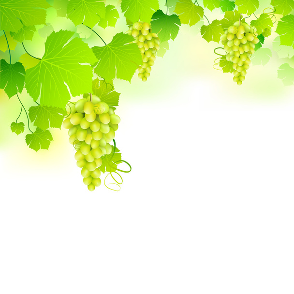 Grapes in Grapvine - Vector, Image