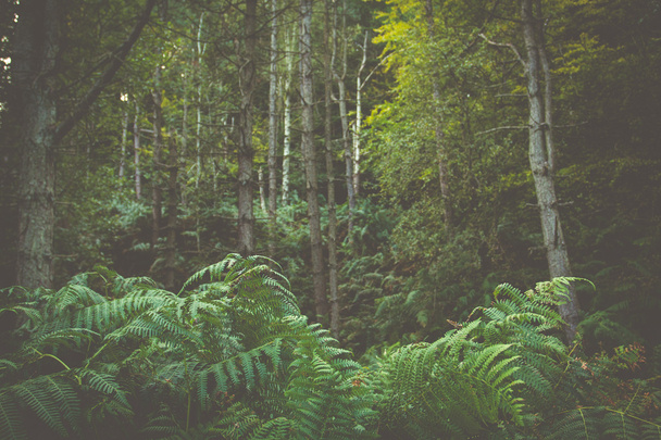 ormanlık arka plan - Fotoğraf, Görsel