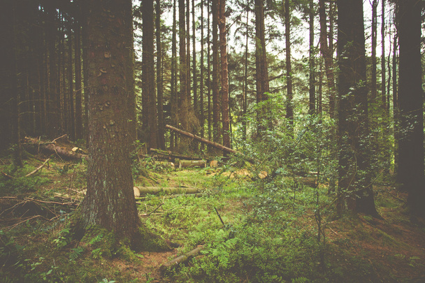 ormanlık arka plan - Fotoğraf, Görsel
