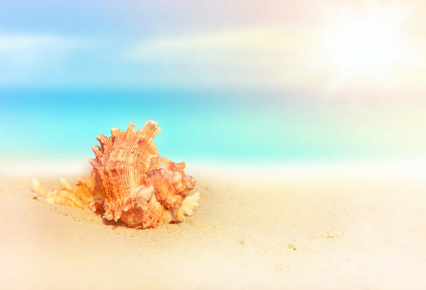 concha marina en la playa de arena - Foto, imagen