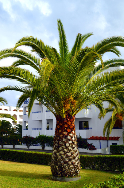 Sago palmiye Latince Adı Cycas revoluta - Fotoğraf, Görsel