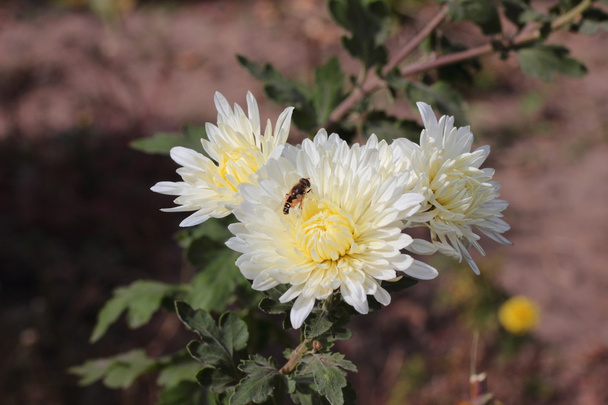 Chrysanthème et abeille
 - Photo, image