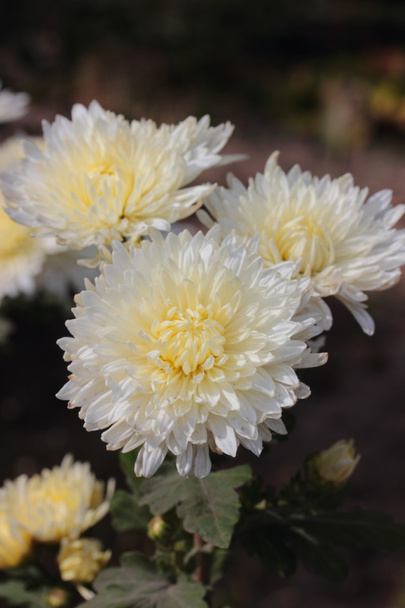 Chrysanthème blanc
 - Photo, image