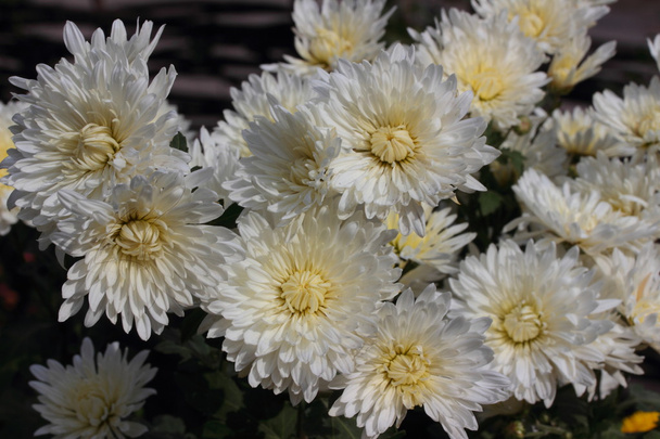 Valkoiset krysanteemin kukat
 - Valokuva, kuva