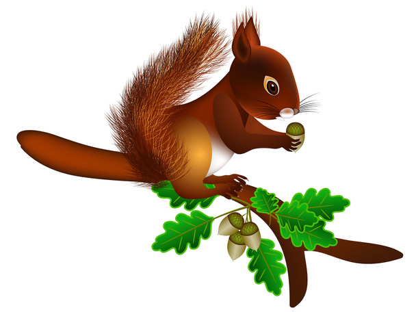 On a branch squirrel with acorns. - Vector, Image
