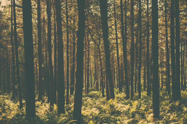 Una imagen de bosque de estilo retro
 - Foto, Imagen
