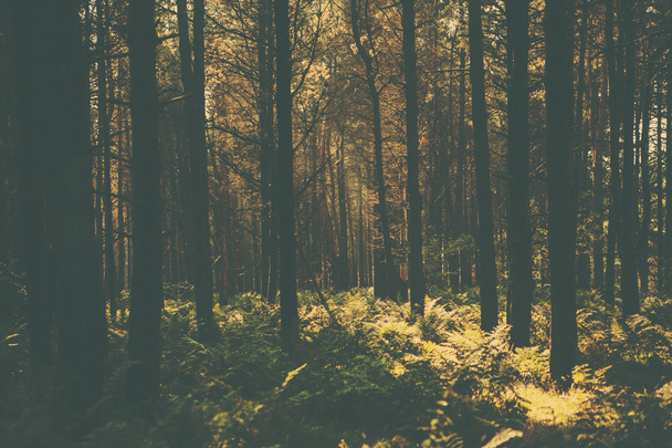 A retro style forest image - Foto, afbeelding