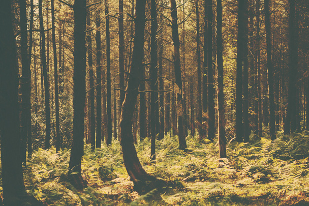 A retro style forest image - Photo, Image