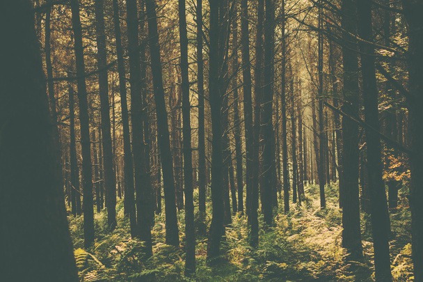 A retro style forest image - Photo, image