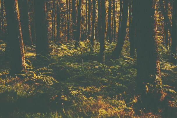 Μια εικόνα ρετρό στυλ δάσος - Φωτογραφία, εικόνα
