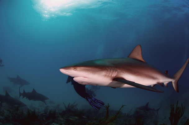 Requin de récif des Caraïbes
 - Photo, image