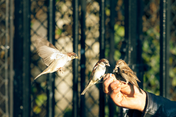 Man feeding sparrows - Photo, Image