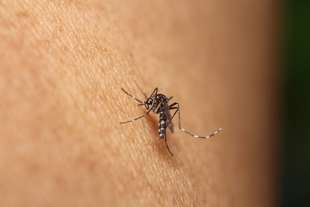 Kan emme sivrisinek - Fotoğraf, Görsel