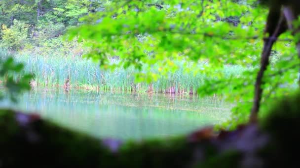Järvi kesäaikaan. Kaunis järvi Ambil Shabran, Azerbaidzan. Aikainen aamu järvellä. Kaunis järvi metsässä. Rauhallinen järvi metsän ympäröimänä. Järvi keväällä
. - Materiaali, video
