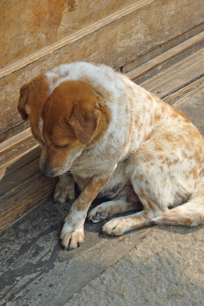 εγκαταλειμμένο σκυλί - Φωτογραφία, εικόνα
