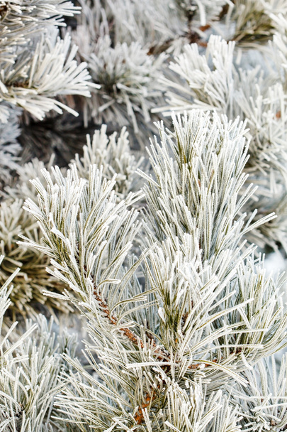 pine tree with frost on needles - Photo, Image