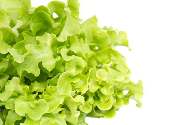 Vihreätammi salaatti
 - Valokuva, kuva