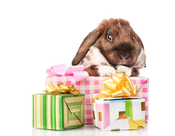 Lop-eared rabbit with gift boxes isolated on white - Foto, Imagem