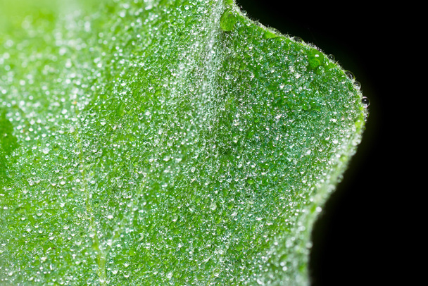 water drops on leaf. - Zdjęcie, obraz