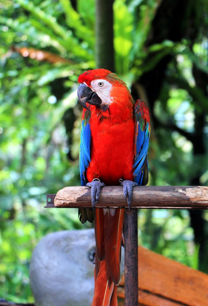 Papagaio em pé no poste de madeira
 - Foto, Imagem