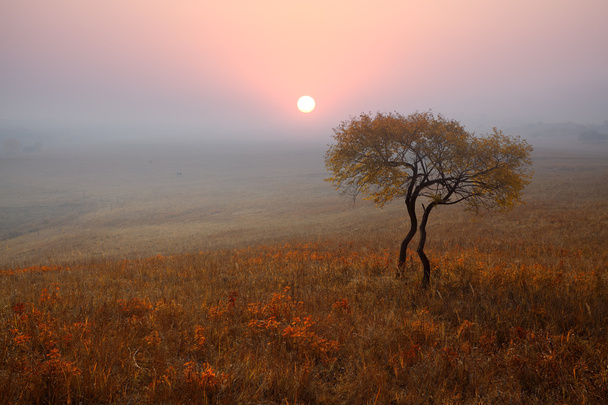 秋の大草原の孤独な木 - 写真・画像