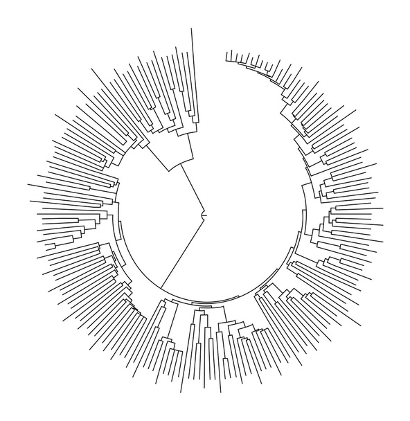 Кругова класифікація або мережа
 - Вектор, зображення