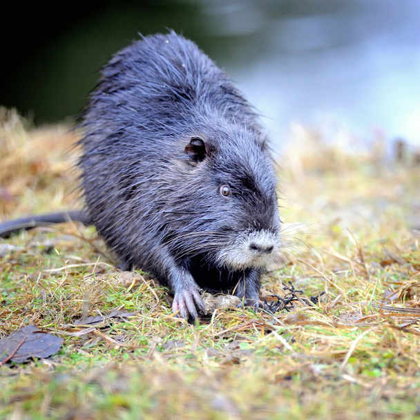 Rat musqué
 - Photo, image
