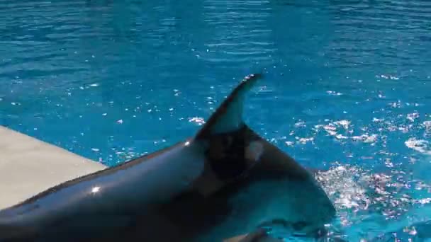 Dois golfinhos engarrafados nadando na piscina
 - Filmagem, Vídeo