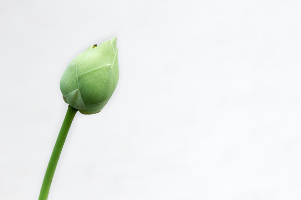 Weißwasserlilie - Foto, Bild