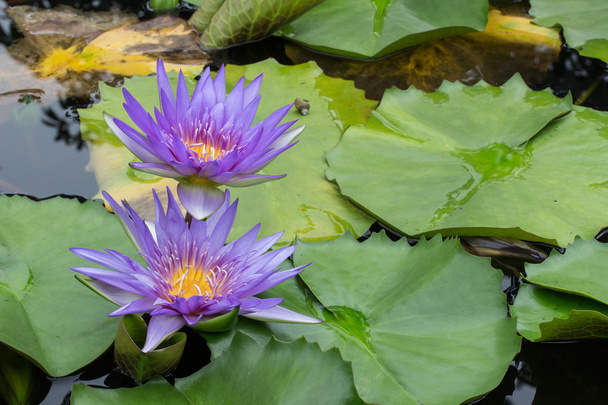 Фіолетовий Lotus, водна Лілія - Фото, зображення