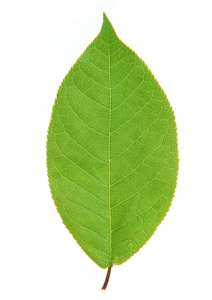 Zielony liść z pasków zbliżenie - Zdjęcie, obraz