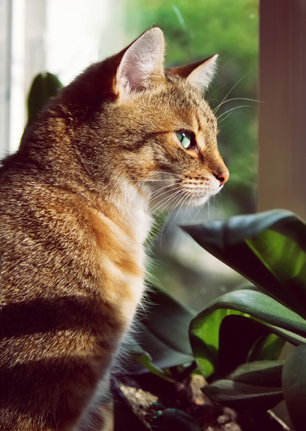 Close-up πορτρέτο του μια όμορφη γάτα οικιακή - Φωτογραφία, εικόνα