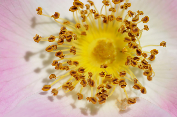 Цветок розы макро тычинки
 - Фото, изображение