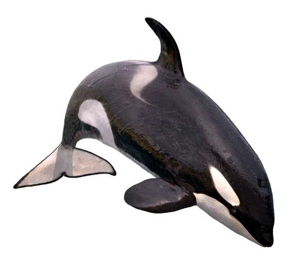 Απομονωμένες φάλαινα δολοφόνος άλμα - Φωτογραφία, εικόνα