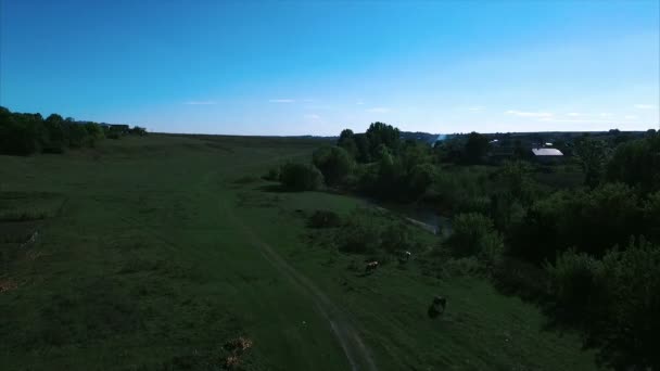 Legelőn legelő tehenek - Felvétel, videó