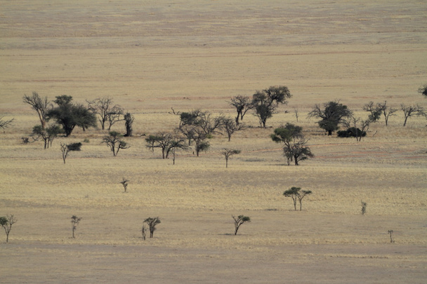 Savany Namibie v Africe - Fotografie, Obrázek
