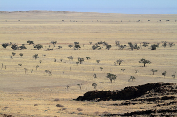 A savana da Namíbia na África
 - Foto, Imagem