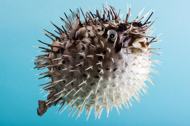 Porcupine Fish or Diodon - Photo, Image