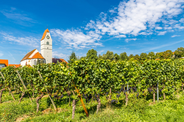 教会とブドウ園メーアスブルク、ドイツ - 写真・画像
