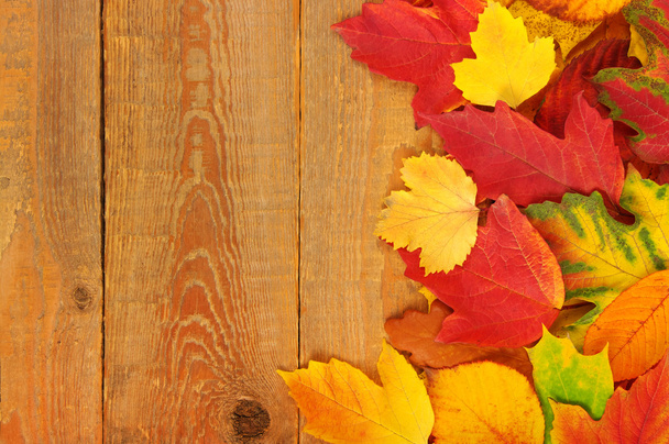 As folhas de outono
 - Foto, Imagem