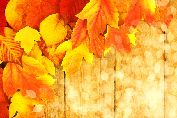 Les feuilles d'automne
 - Photo, image