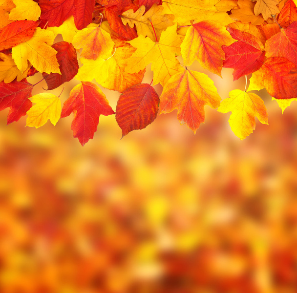 Rama con hojas de otoño
 - Foto, Imagen