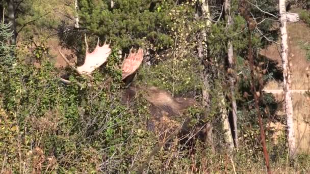 bika jávorszarvas őszén - Felvétel, videó