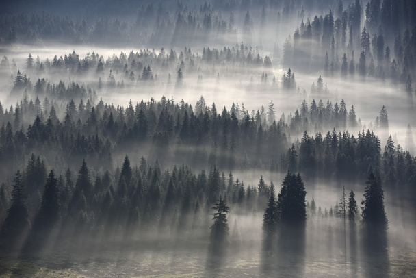 bosque en la niebla - Foto, Imagen