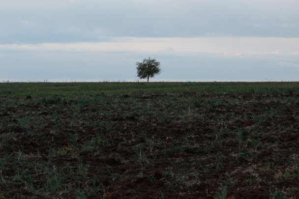 Lonely tree. Sunrise. Field. - Valokuva, kuva