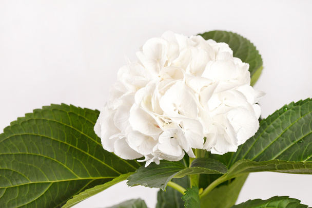 White hydrangea - Фото, зображення