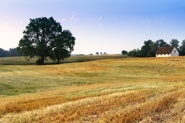 paysage avec chênes 3
 - Photo, image