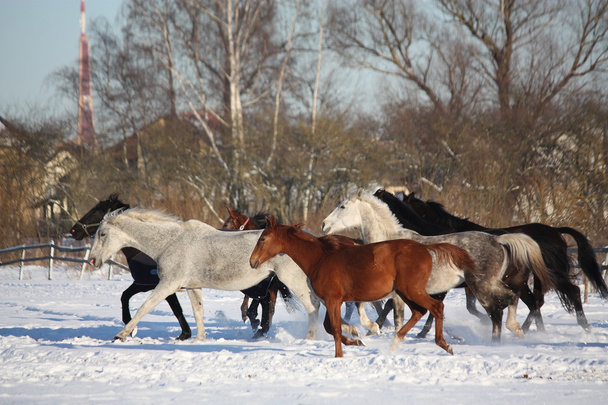 Стадо коней біжить взимку
 - Фото, зображення