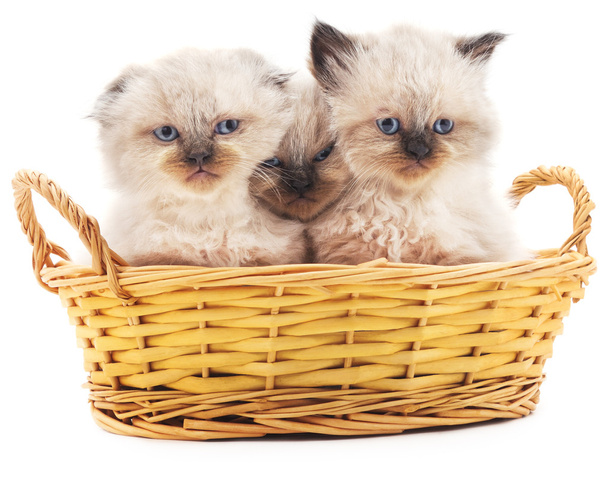Three kittens in a basket. - Φωτογραφία, εικόνα